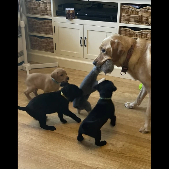 Labrador Retriever - Both