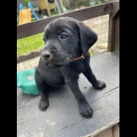 Labrador Retriever - Both