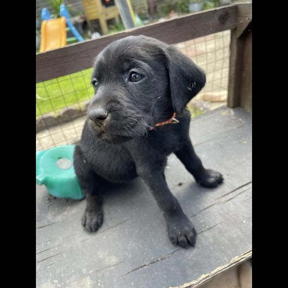 Labrador Retriever - Both