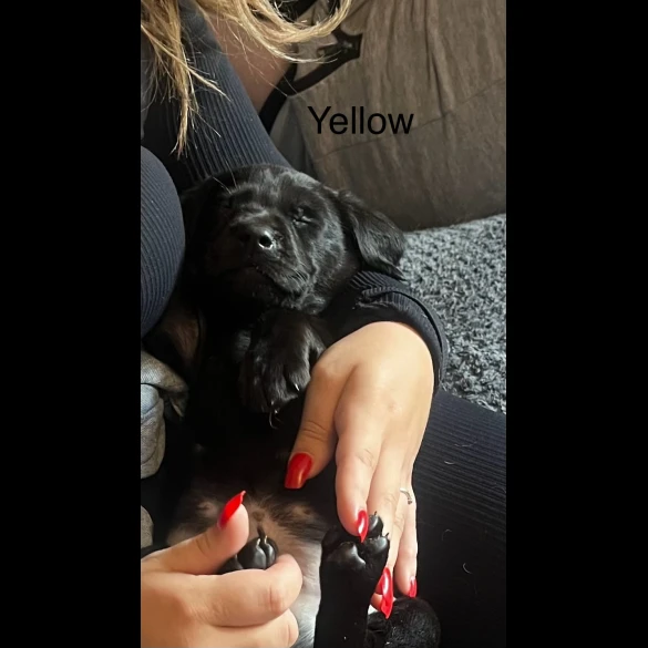Labrador Retriever - Both