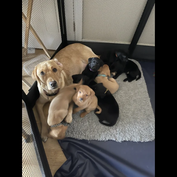 Labrador Retriever - Both