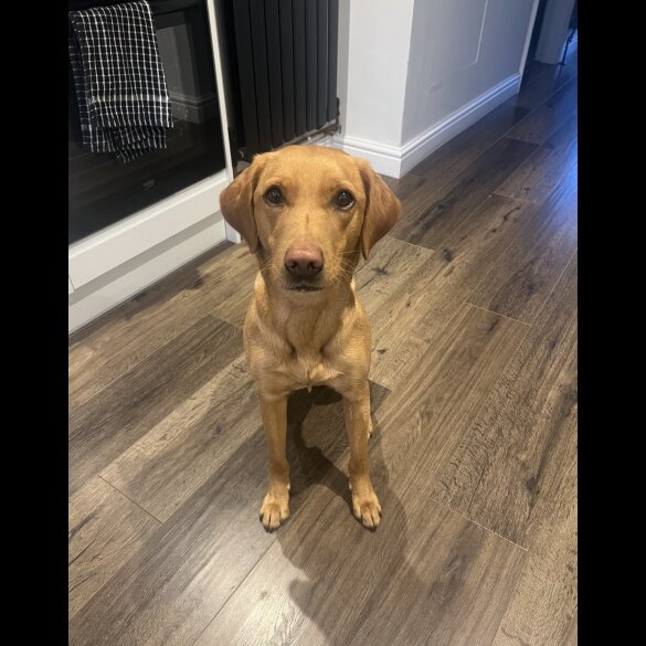 Labrador Retriever - Both