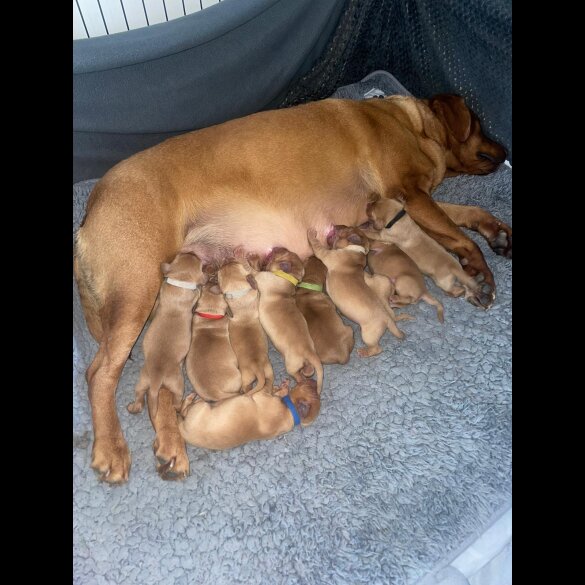 Labrador Retriever - Both