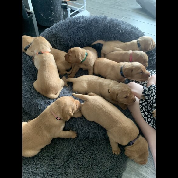 Labrador Retriever - Both