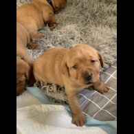 Labrador Retriever - Both