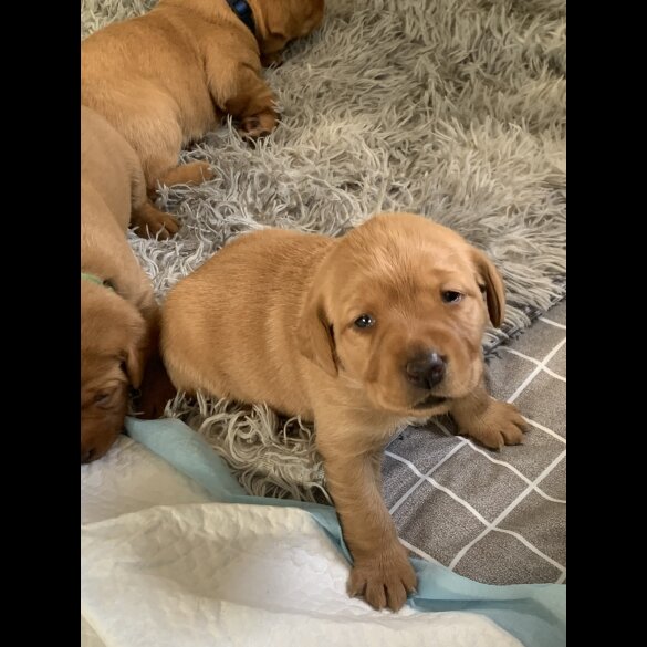 Labrador Retriever - Both