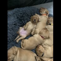 Labrador Retriever - Both