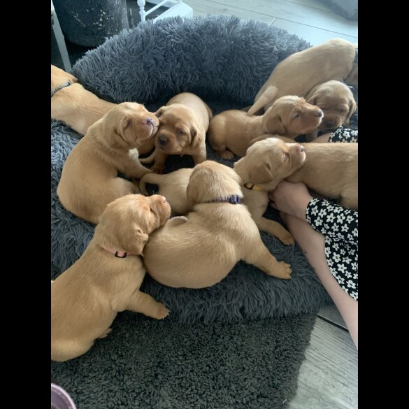 Labrador Retriever - Both