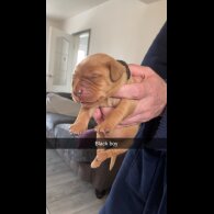 Labrador Retriever - Both