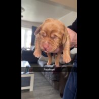 Labrador Retriever - Both