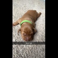 Labrador Retriever - Both