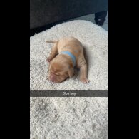 Labrador Retriever - Both