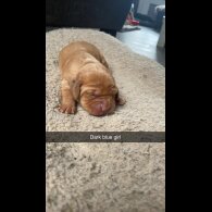 Labrador Retriever - Both