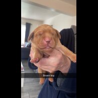 Labrador Retriever - Both