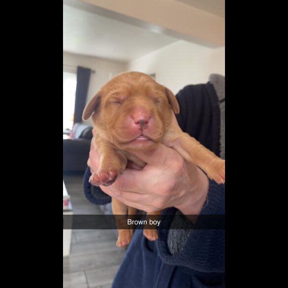 Labrador Retriever - Both