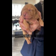 Labrador Retriever - Both