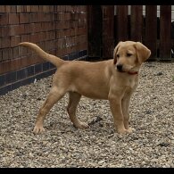 Labrador Retriever - Both