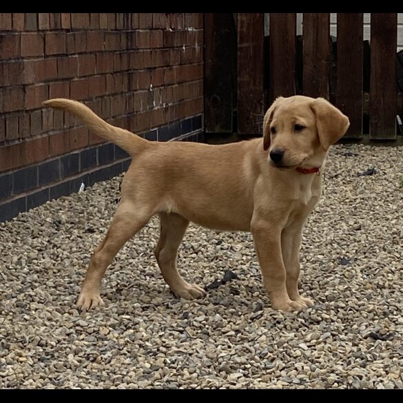 Labrador Retriever - Both