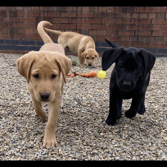 Labrador Retriever - Both