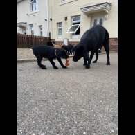 Labrador Retriever - Both
