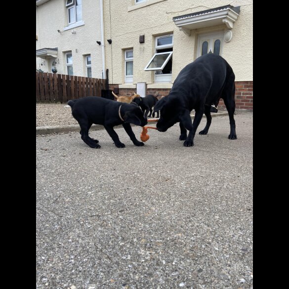 Labrador Retriever - Both