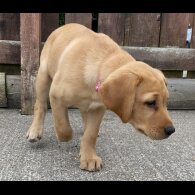Labrador Retriever - Both