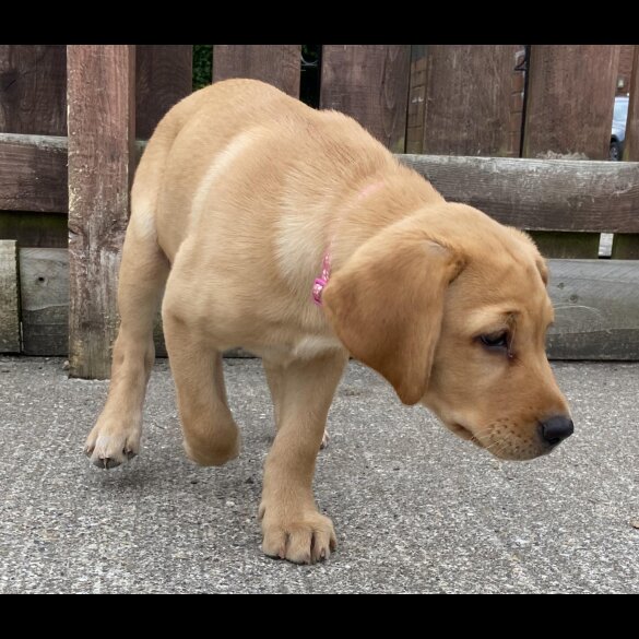 Labrador Retriever - Both