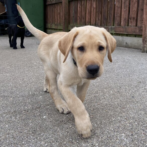 Labrador Retriever - Both