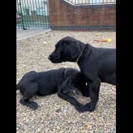 Labrador Retriever - Both