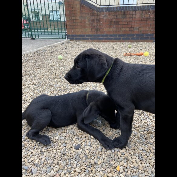 Labrador Retriever - Both