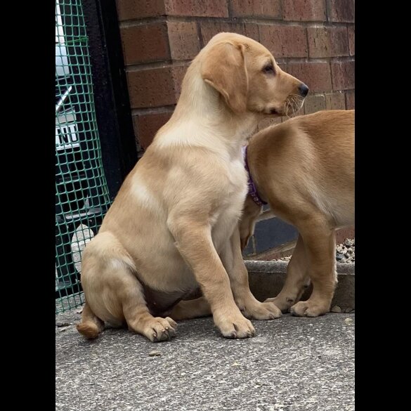 Labrador Retriever - Both