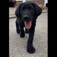 Labrador Retriever - Both