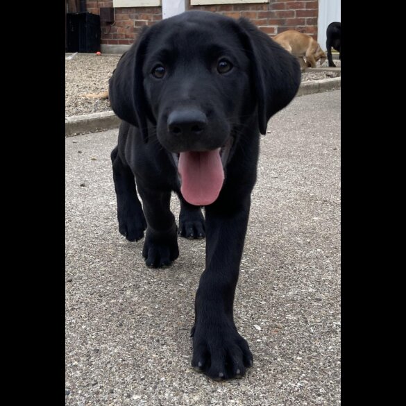 Labrador Retriever - Both