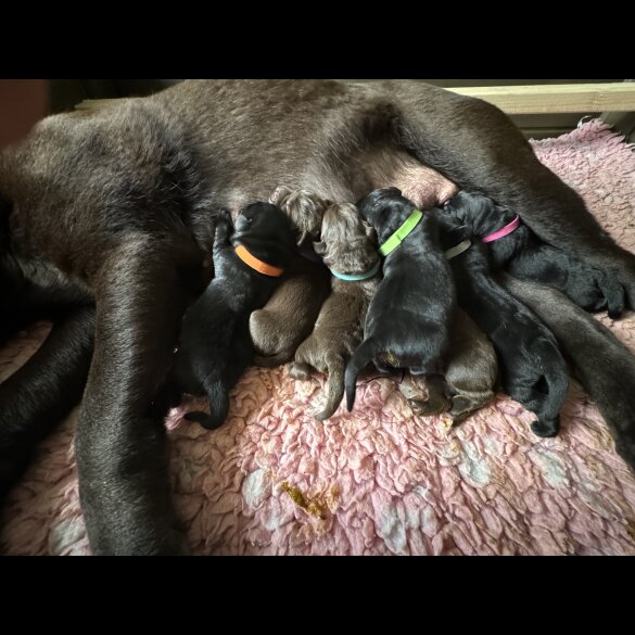 Labrador Retriever - Both