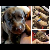 Labrador Retriever - Both