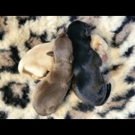 Labrador Retriever - Both