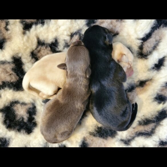 Labrador Retriever - Both