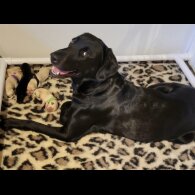 Labrador Retriever - Both