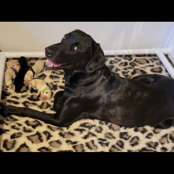 Labrador Retriever - Both