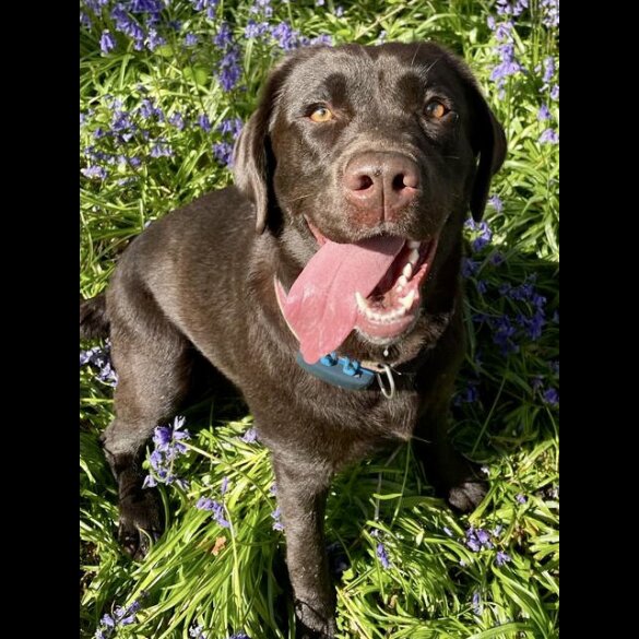Labrador Retriever - Both