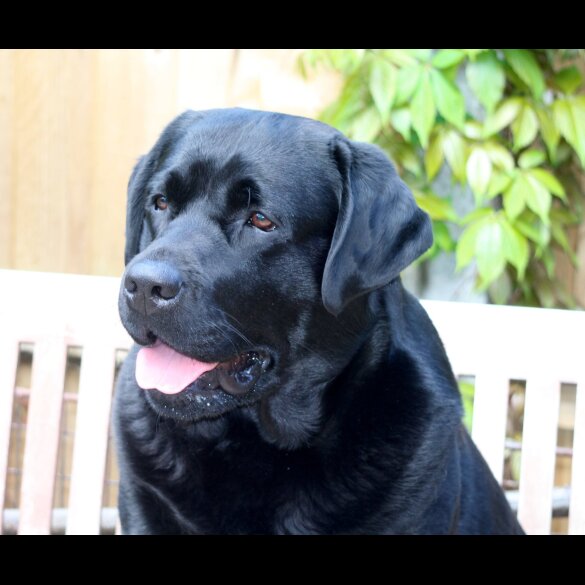 Labrador Retriever - Both