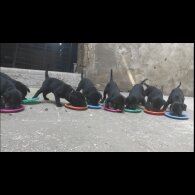 Labrador Retriever - Both