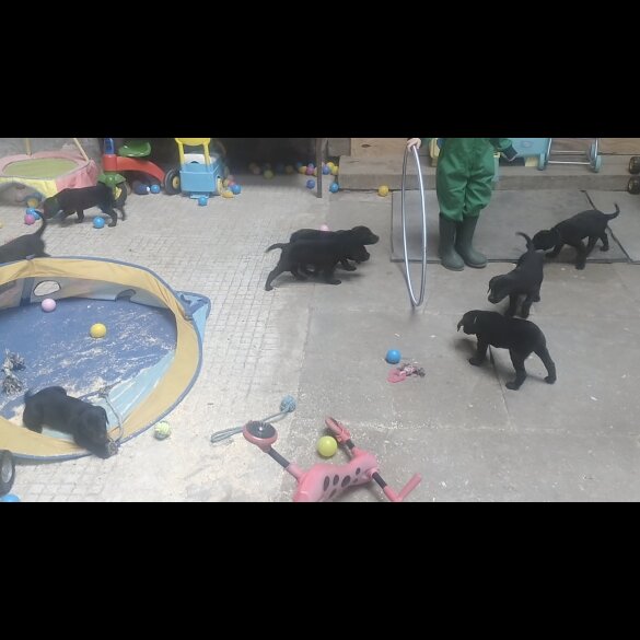 Labrador Retriever - Both