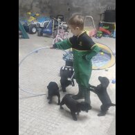 Labrador Retriever - Both