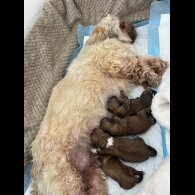 Lhasa Apso - Dogs