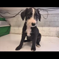 Lurcher - Dogs