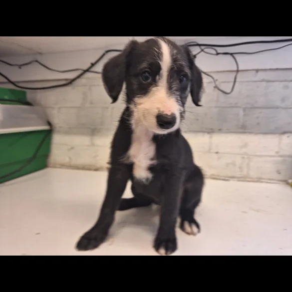 Lurcher - Dogs