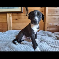Lurcher - Dogs