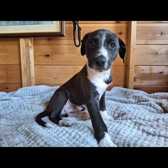 Lurcher - Dogs