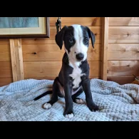 Lurcher - Dogs